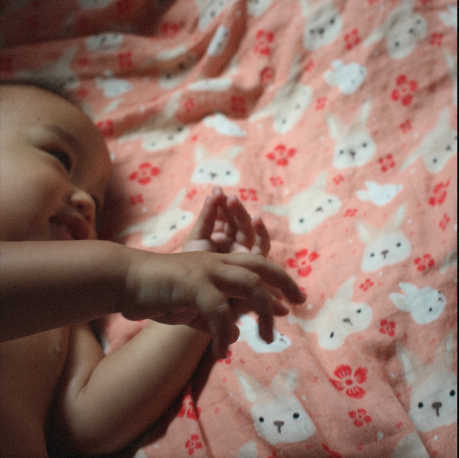 Lunar New Year Collection